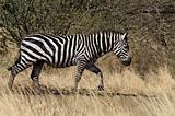 Ethiopia - Netch Sar Park - 10 - Zebra